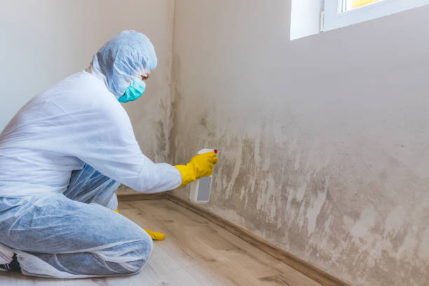 Licensed Mold Cleanup service in Hastings, MI - WQB Mold Removal