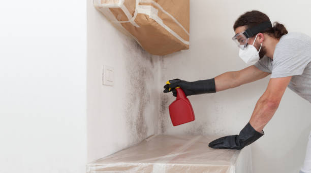 Professional Mold Cleanup technician working in Hastings, MI