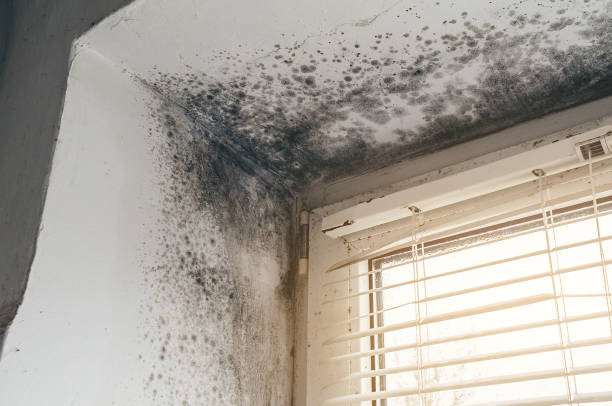 Affordable Mold Cleanup solutions in Hastings, MI